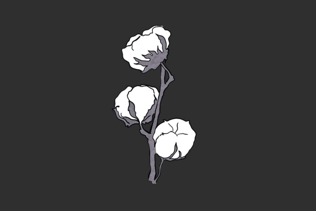 Illustration of white cotton bolls on a stem against a dark grey background