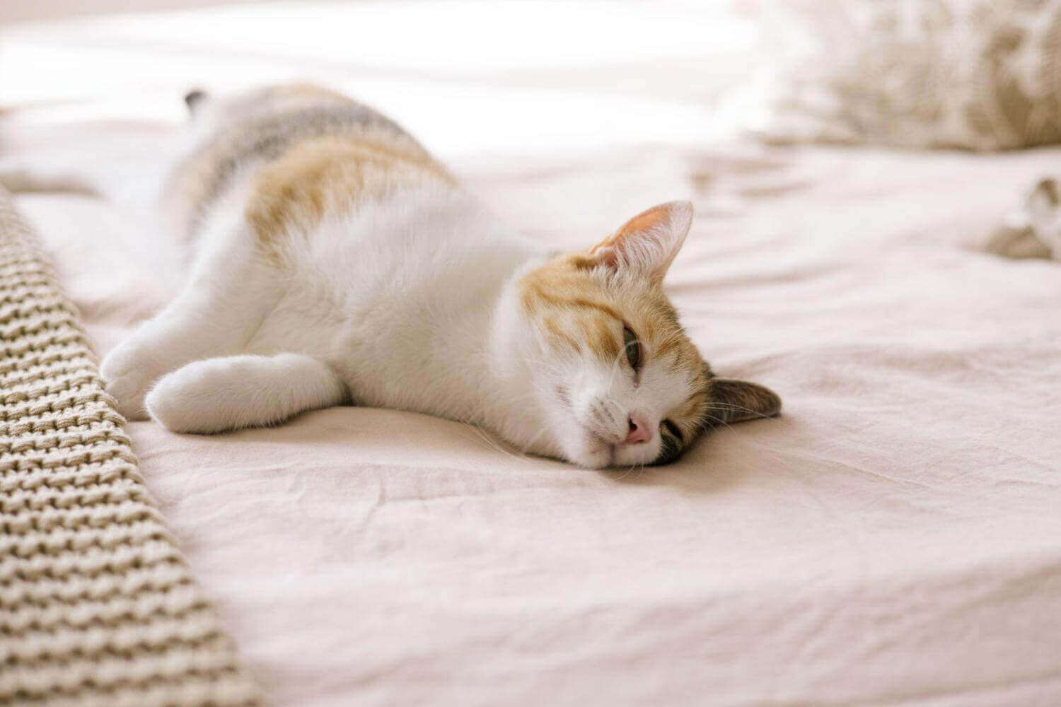 Egyptian cotton comparison